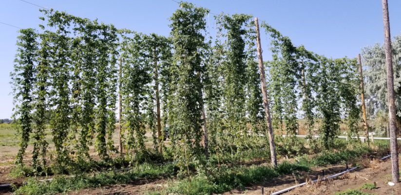 Tall rows of hop bines on trellises at the farm near Lovell