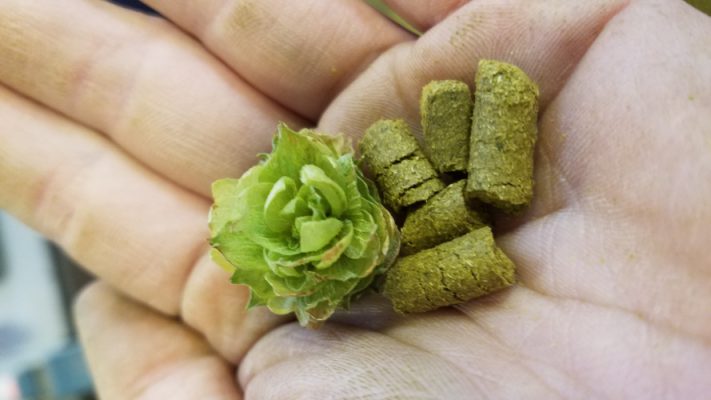 A fresh hop cone and hop pellets in a hand